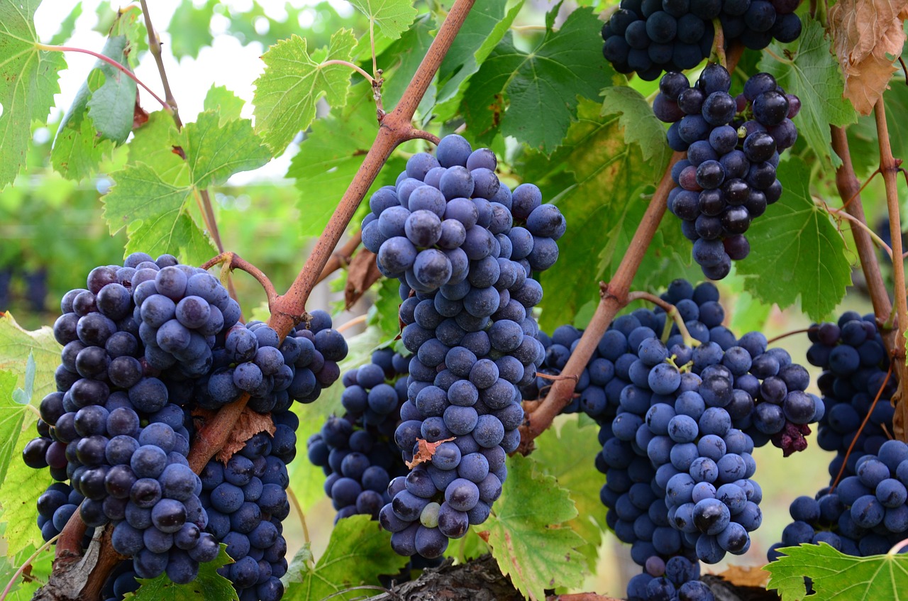 Jak przyciąć stary winogron